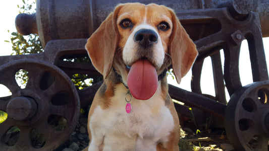 Beagle care - house sitting disagreements