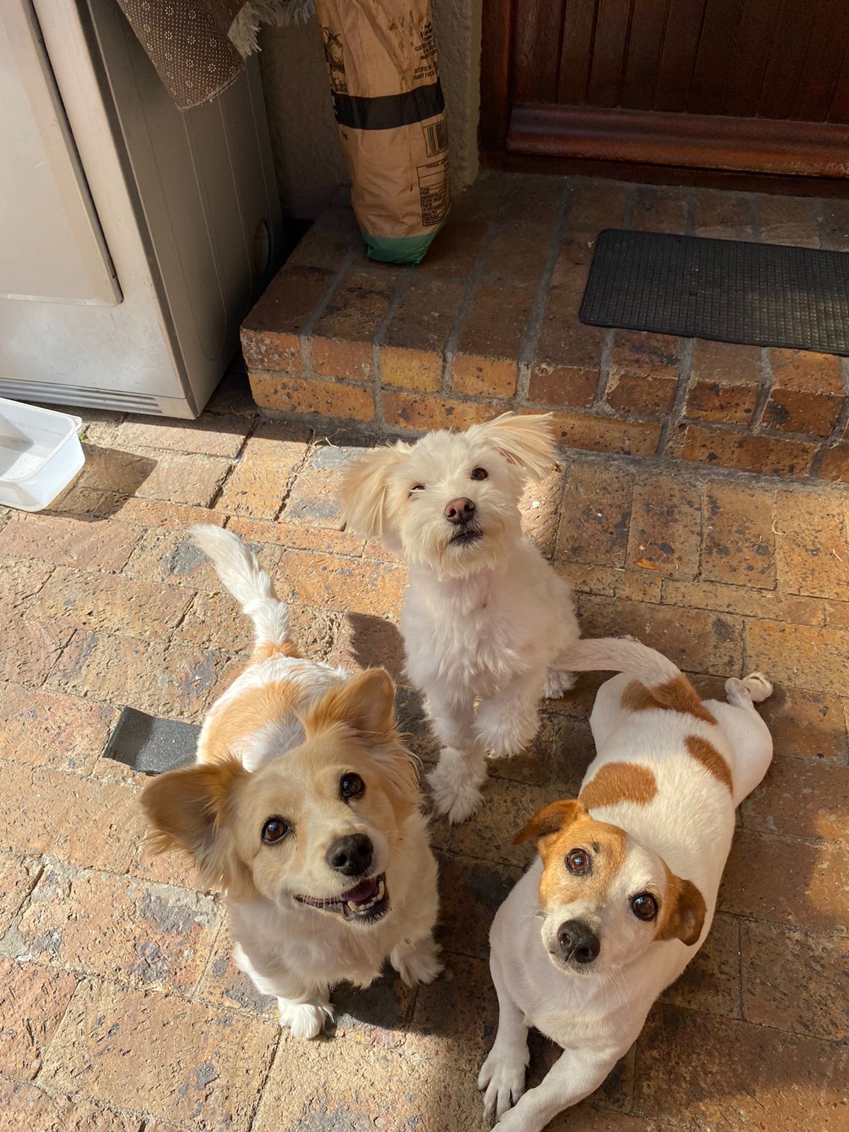 Lisa and Sarah- Home and Pet sitting