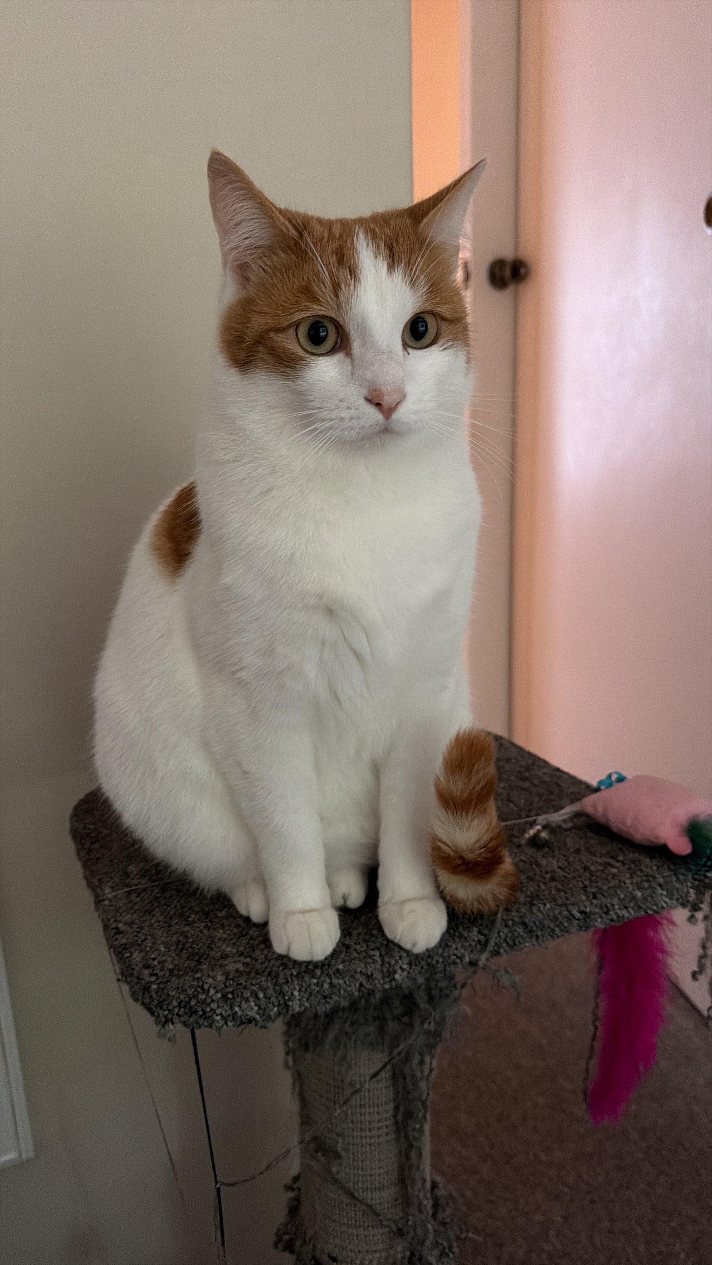 Chris - Live in House & Pet sitting
