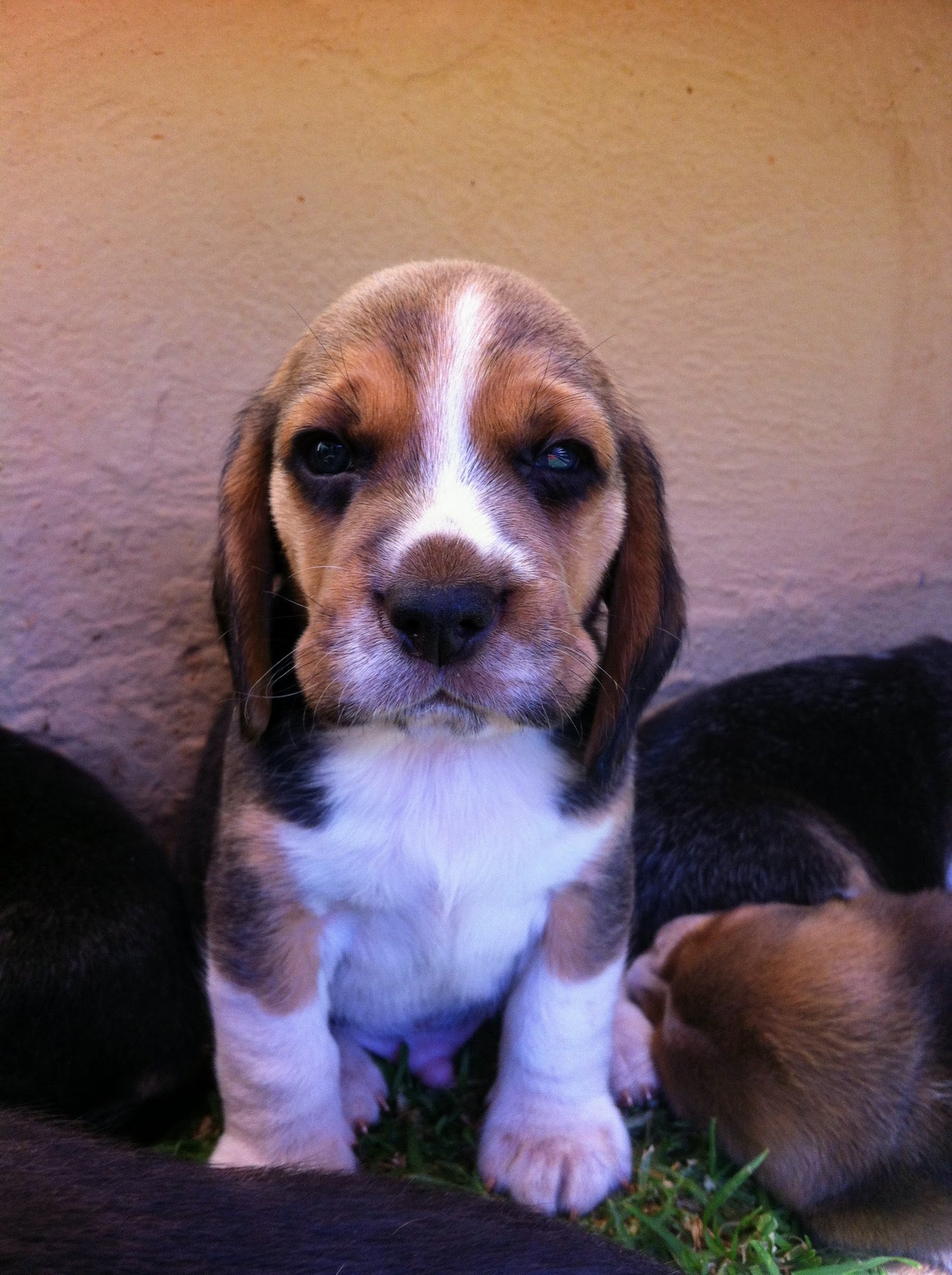Pet sitting, pet care