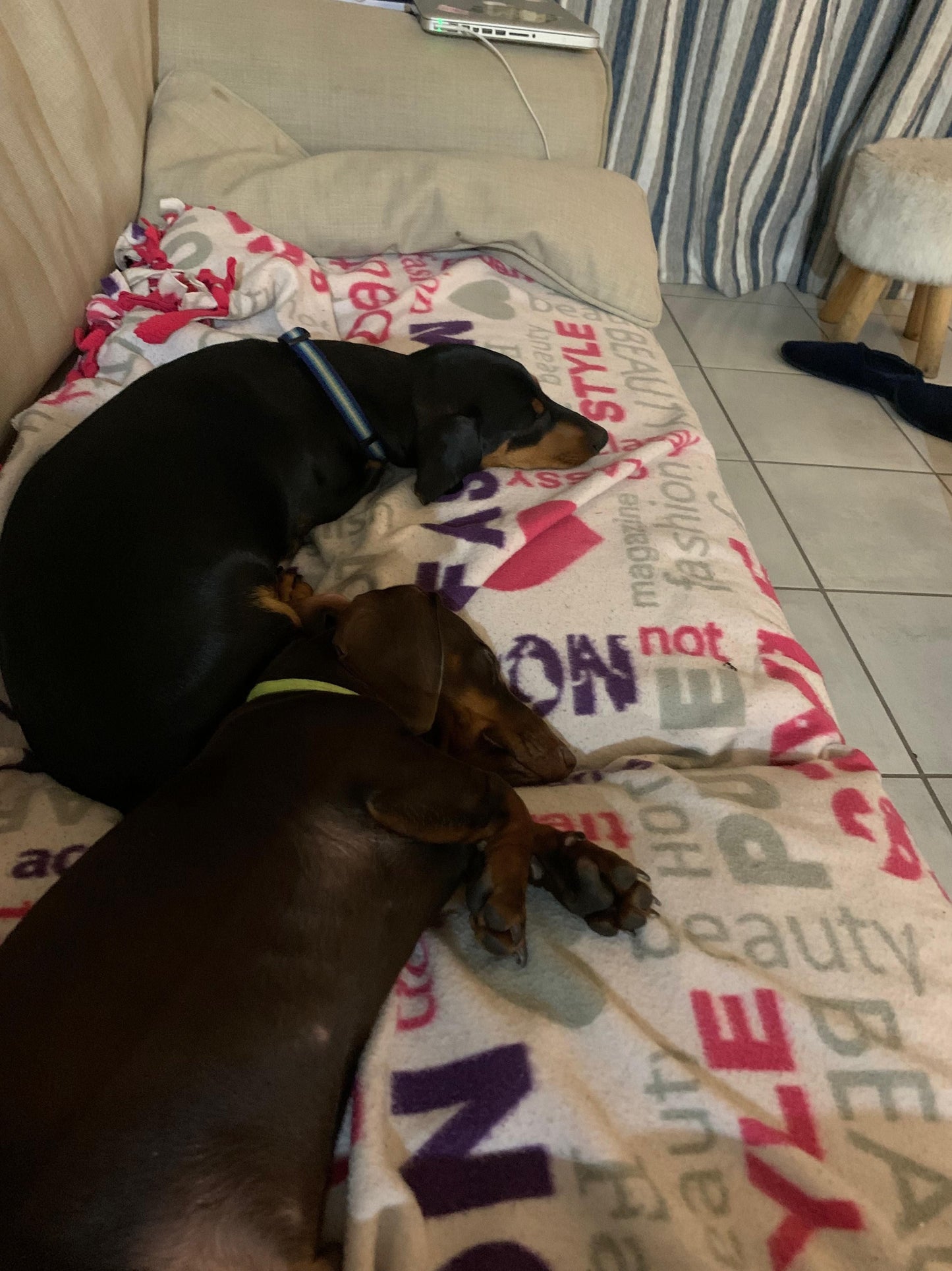 Live-in House & Pet Sitting - Jasmine Esau