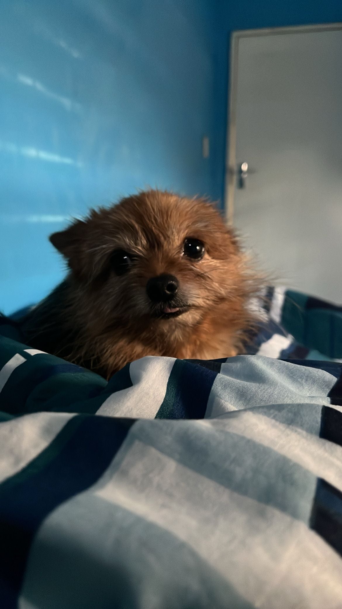 Nolu’s Pop-In Dog Walks
