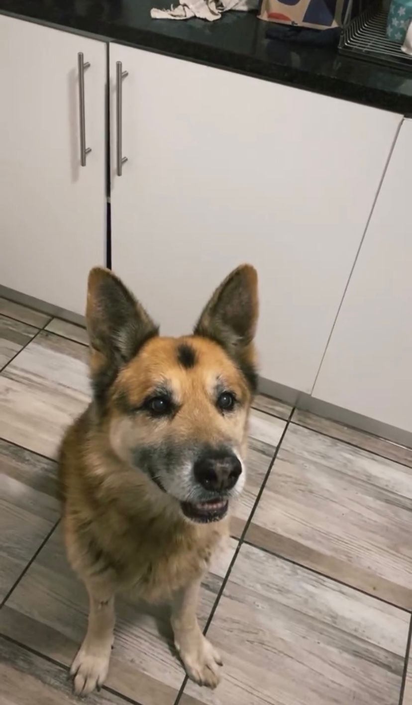 Nolu Majola - Live-In House & Pet Sitting