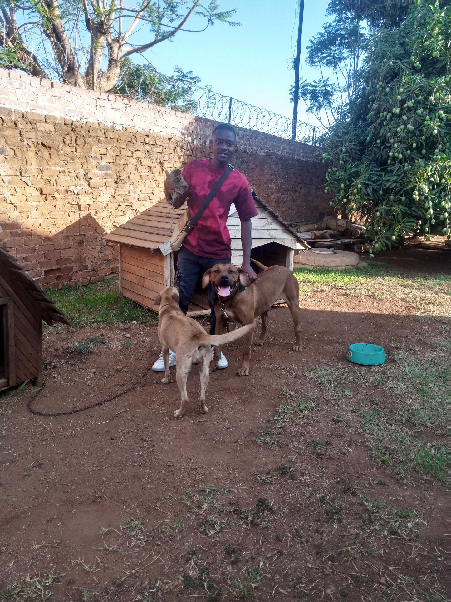 Wayne and two afrikaaner dogs - sitting