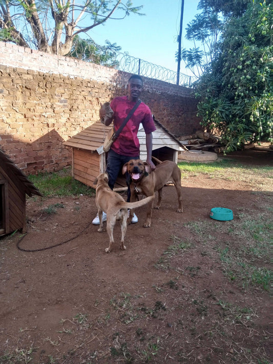 Wayne and two afrikaaner dogs - sitting