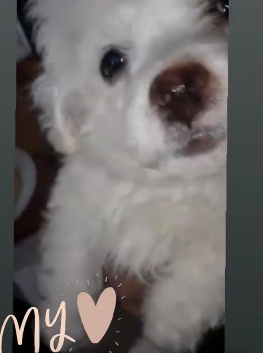 Meet Popcorn, my grandparents baby and my bestie ๐ฅบ๐ฅฐ๐