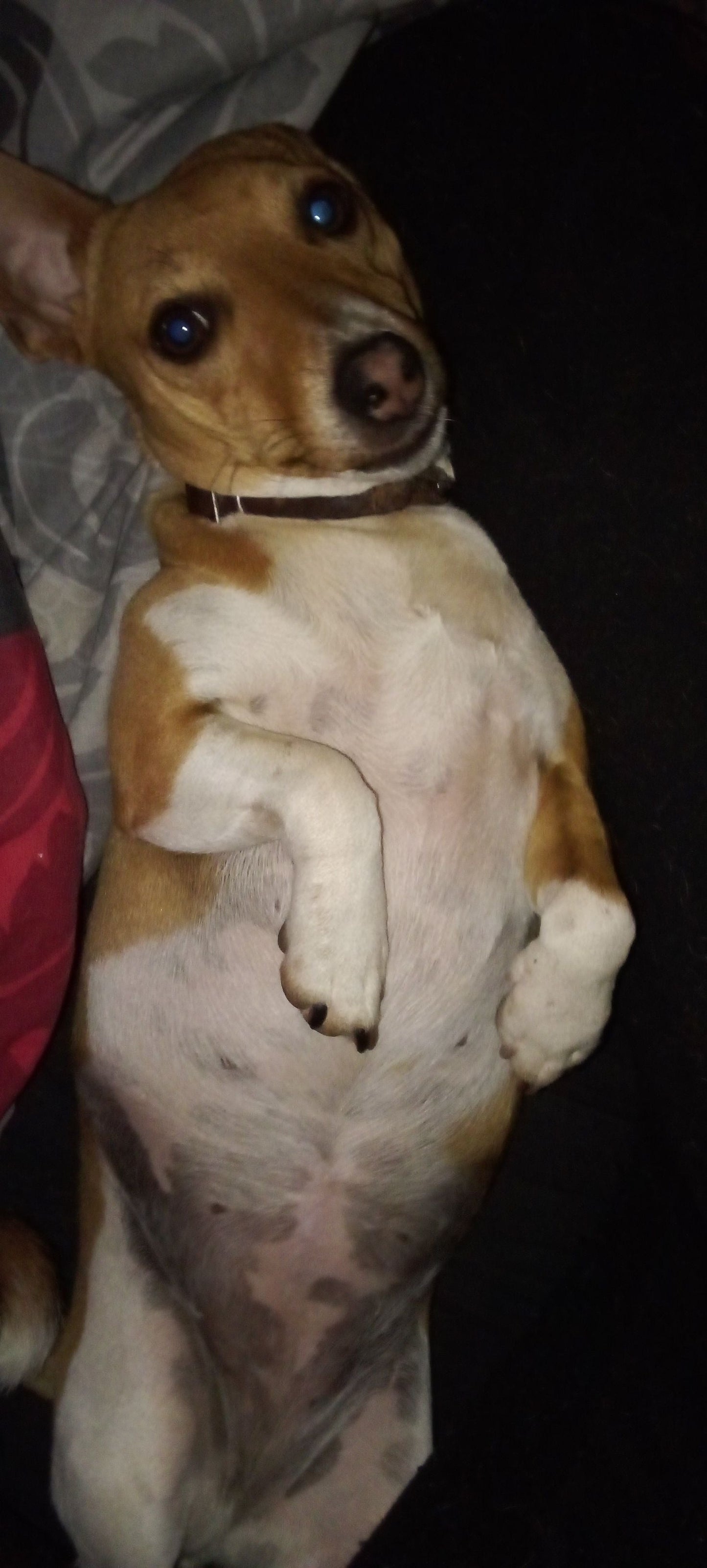Stay-In Snuggle Service