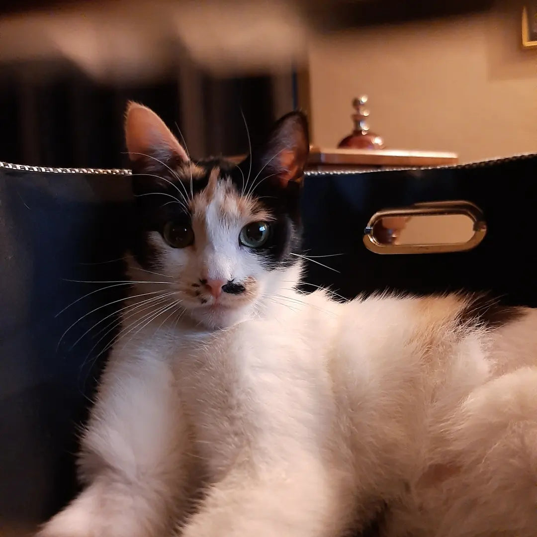 Kettle’s On & Cats Are Fed