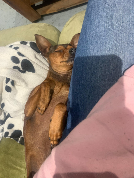 Pop-ins, walkies, feeding - Jasmine Esau