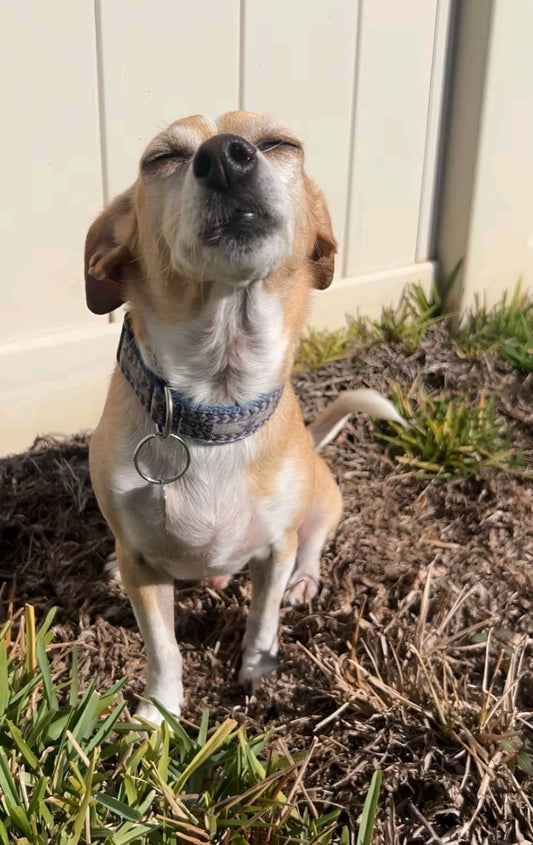 Howling pavement special