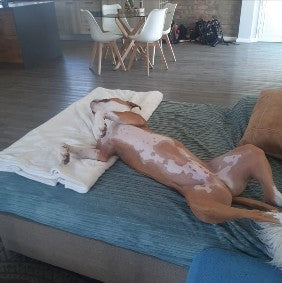 Michelle - Live-In House & Pet Sitting