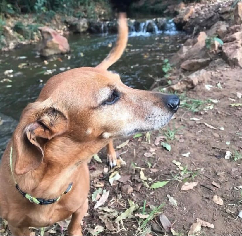 Lucinda - Live-In House & Pet Sitting