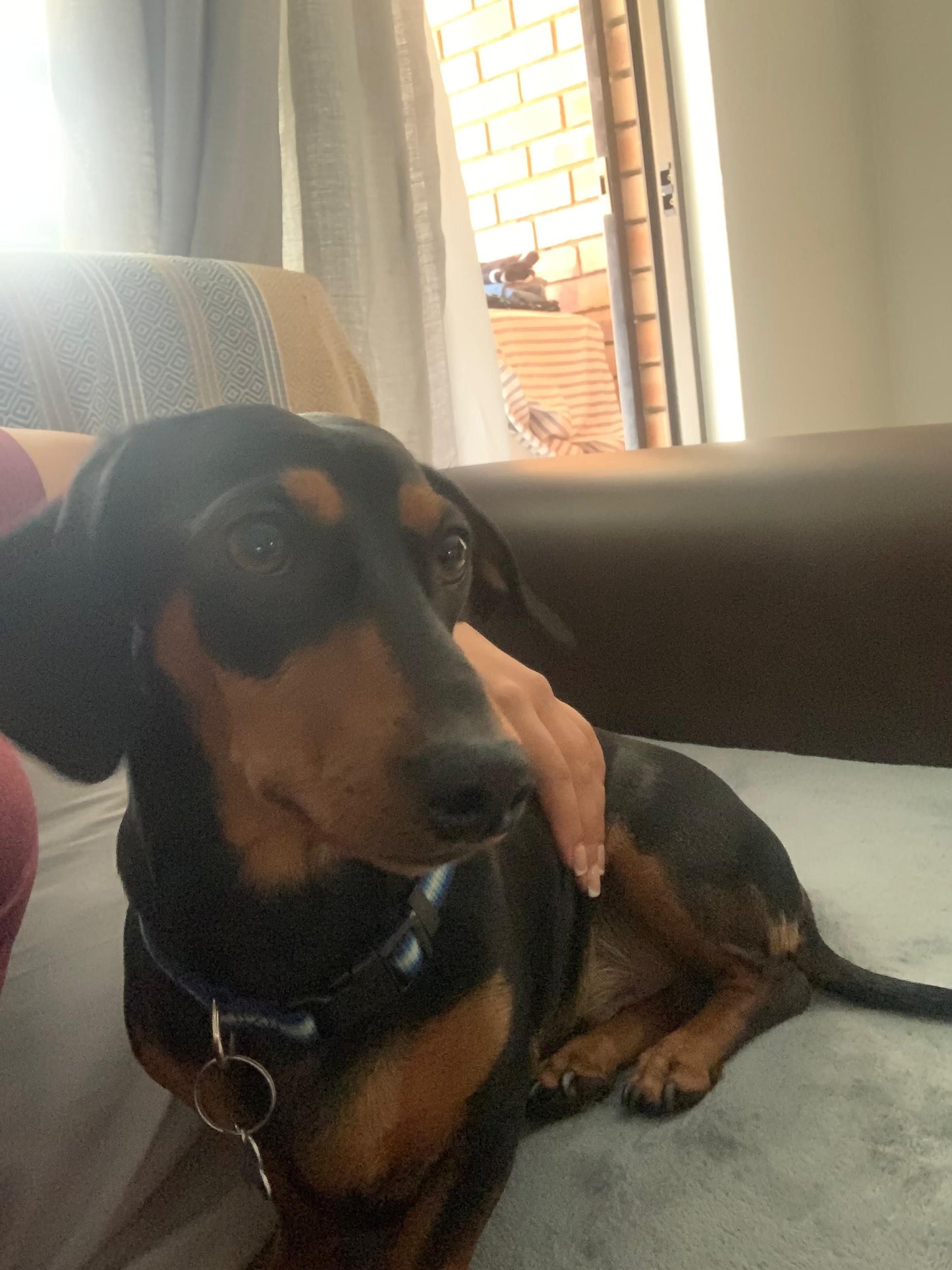 Live-in House & Pet Sitting - Jasmine Esau