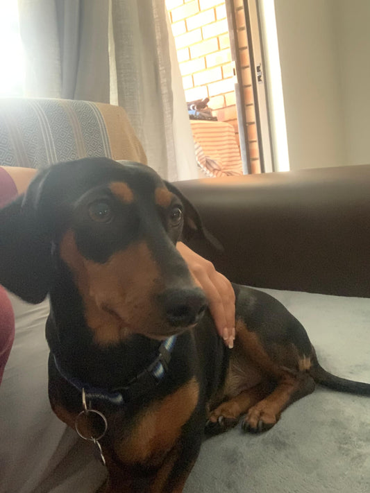 Jasmine - Live-in House & Pet Sitting
