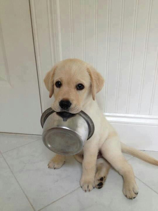 Labrador puppy