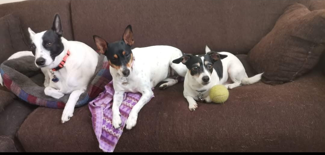 Tayla - Live in House & Pet sitting