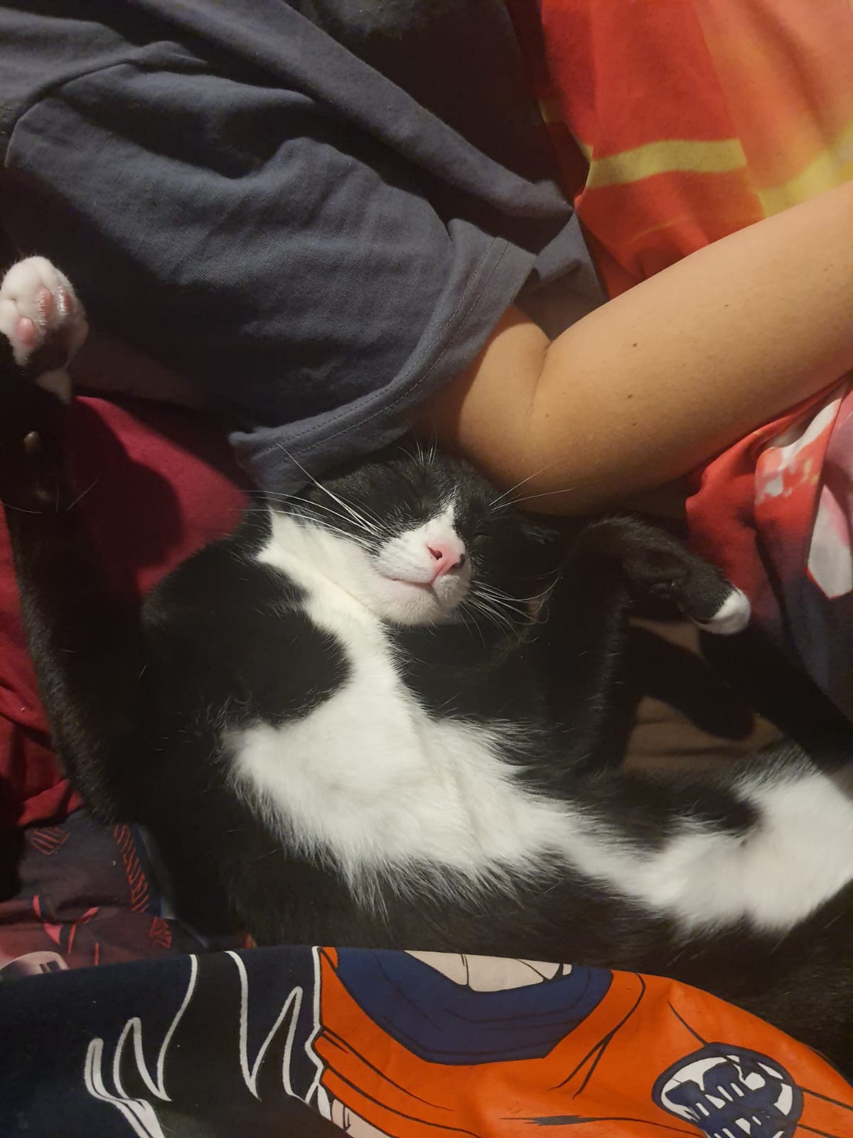 Tayla - Live in House & Pet sitting