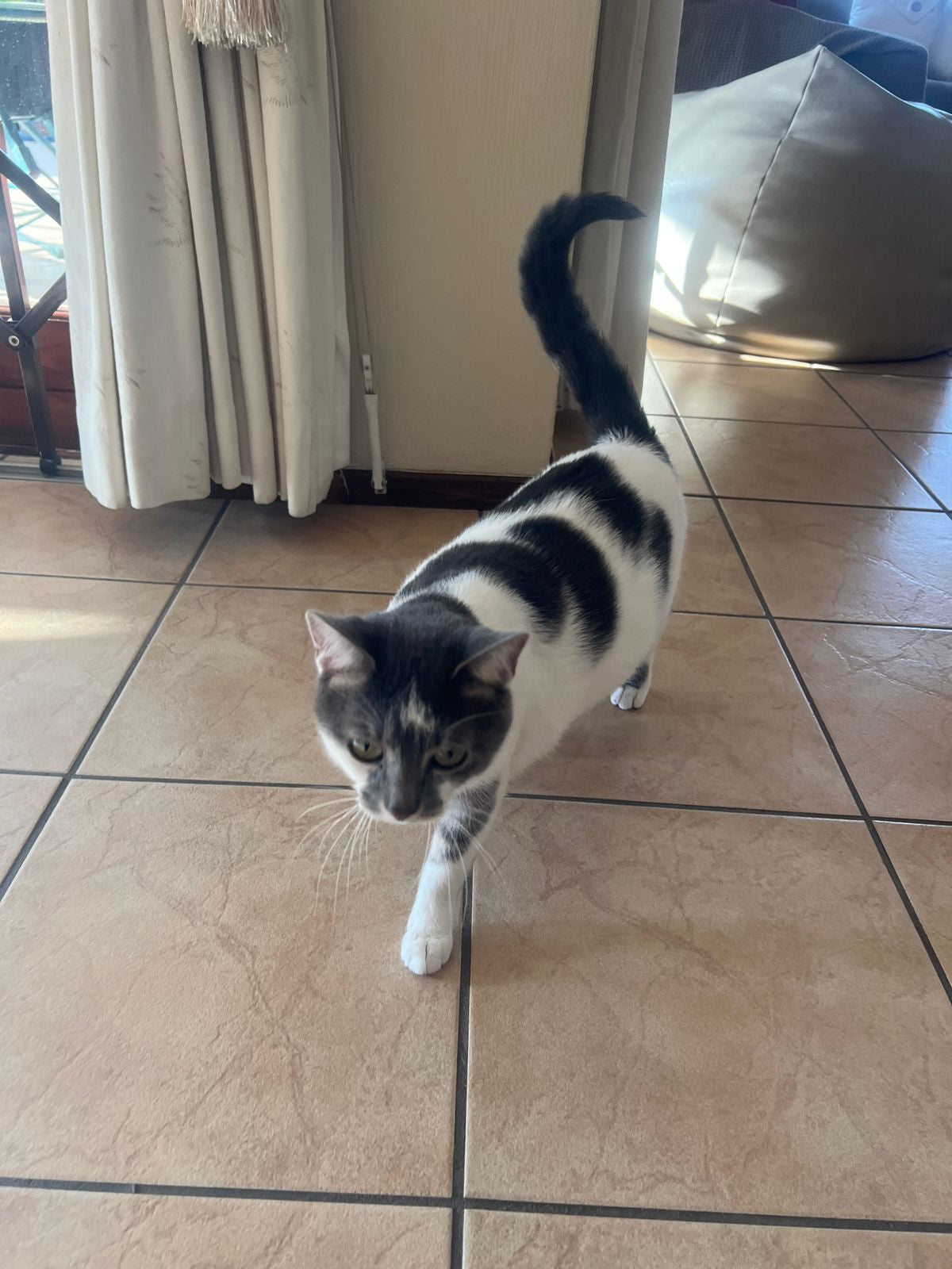 Kim - Overnight Pet & House Sitting