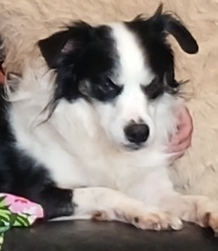 Kim - Overnight Pet & House Sitting