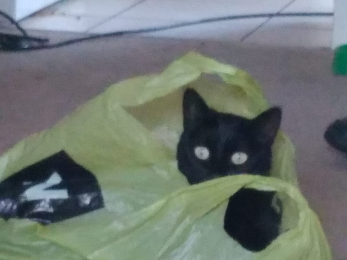 Kim - Overnight Pet & House Sitting