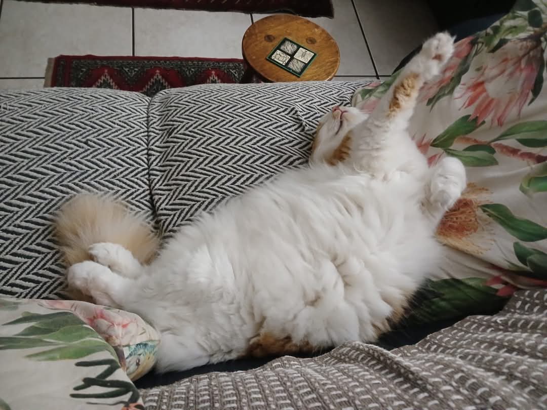 Kim - Overnight Pet & House Sitting