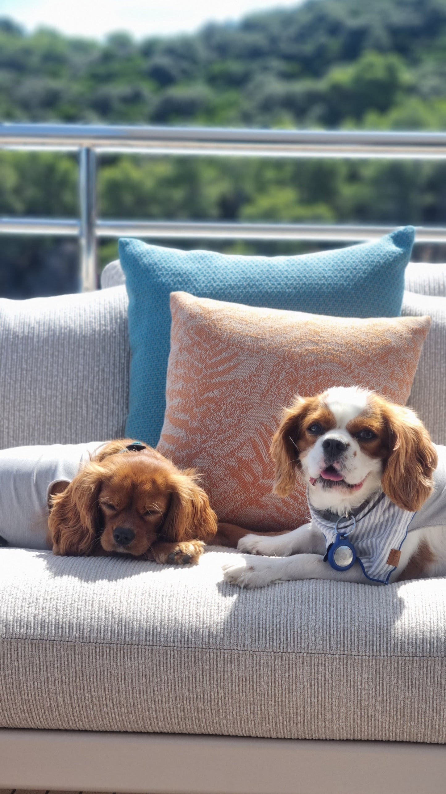 Ayliffe & Luke - Your Pets, Your Home, Our Care 🐾