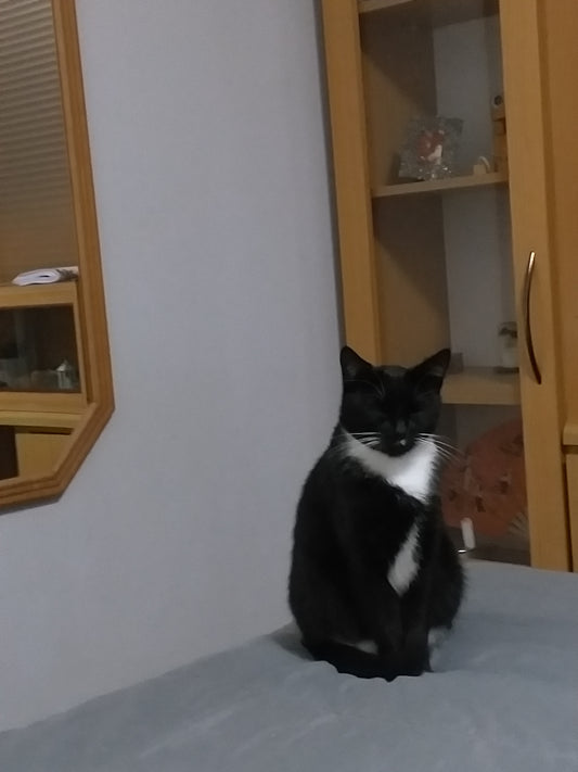 Tiny Tails Luxury Care