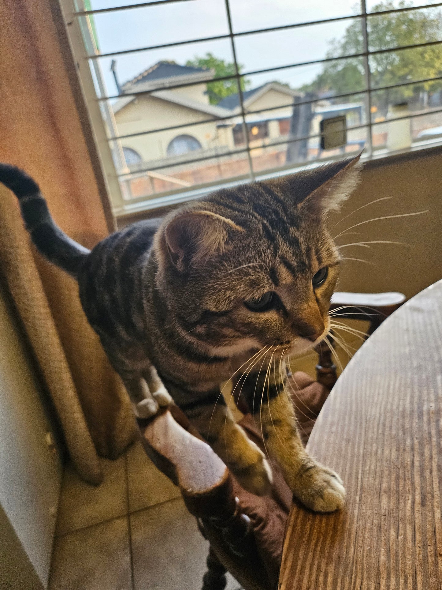 Nikki's Live-In Pet & Home Sitting