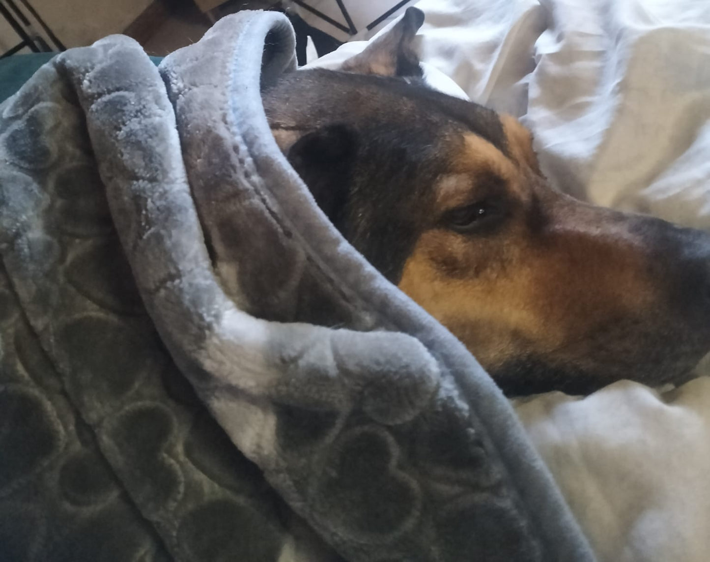 Tayla looking after doggies