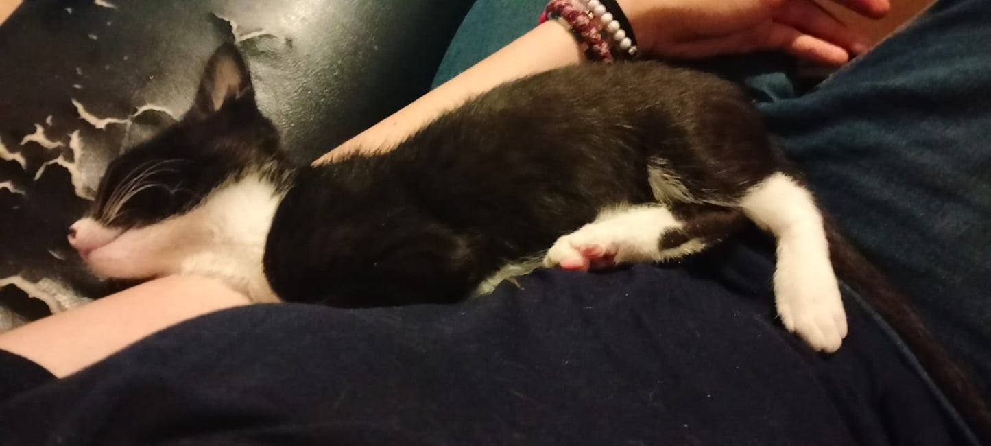 Tayla - Live in House & Pet sitting