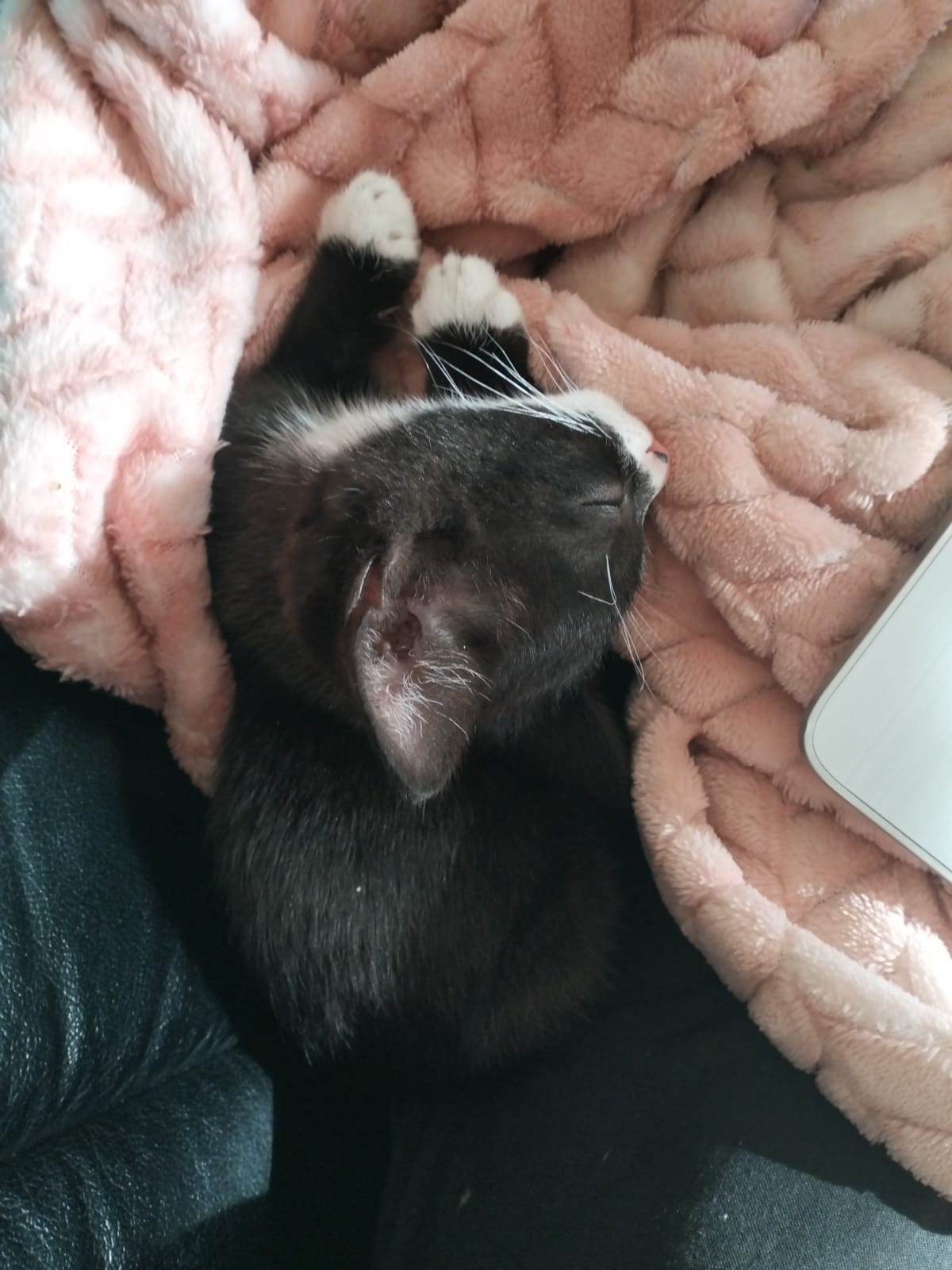 Tayla - Live in House & Pet sitting