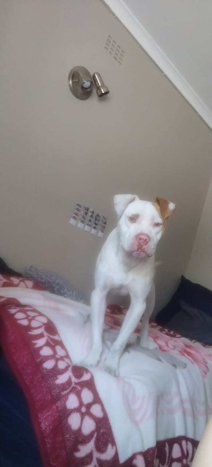 Tayla - Live in House & Pet sitting