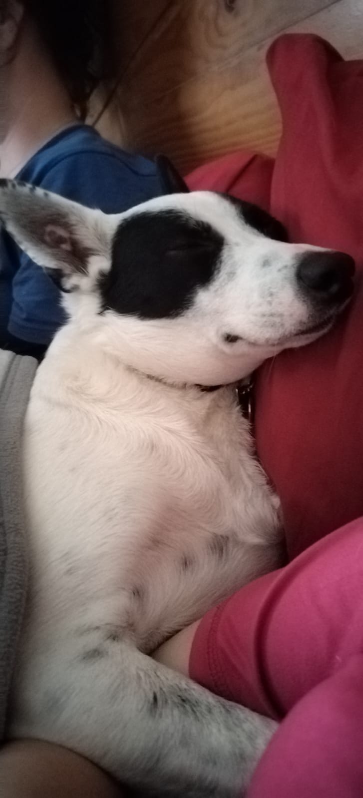 Tayla - Live in House & Pet sitting