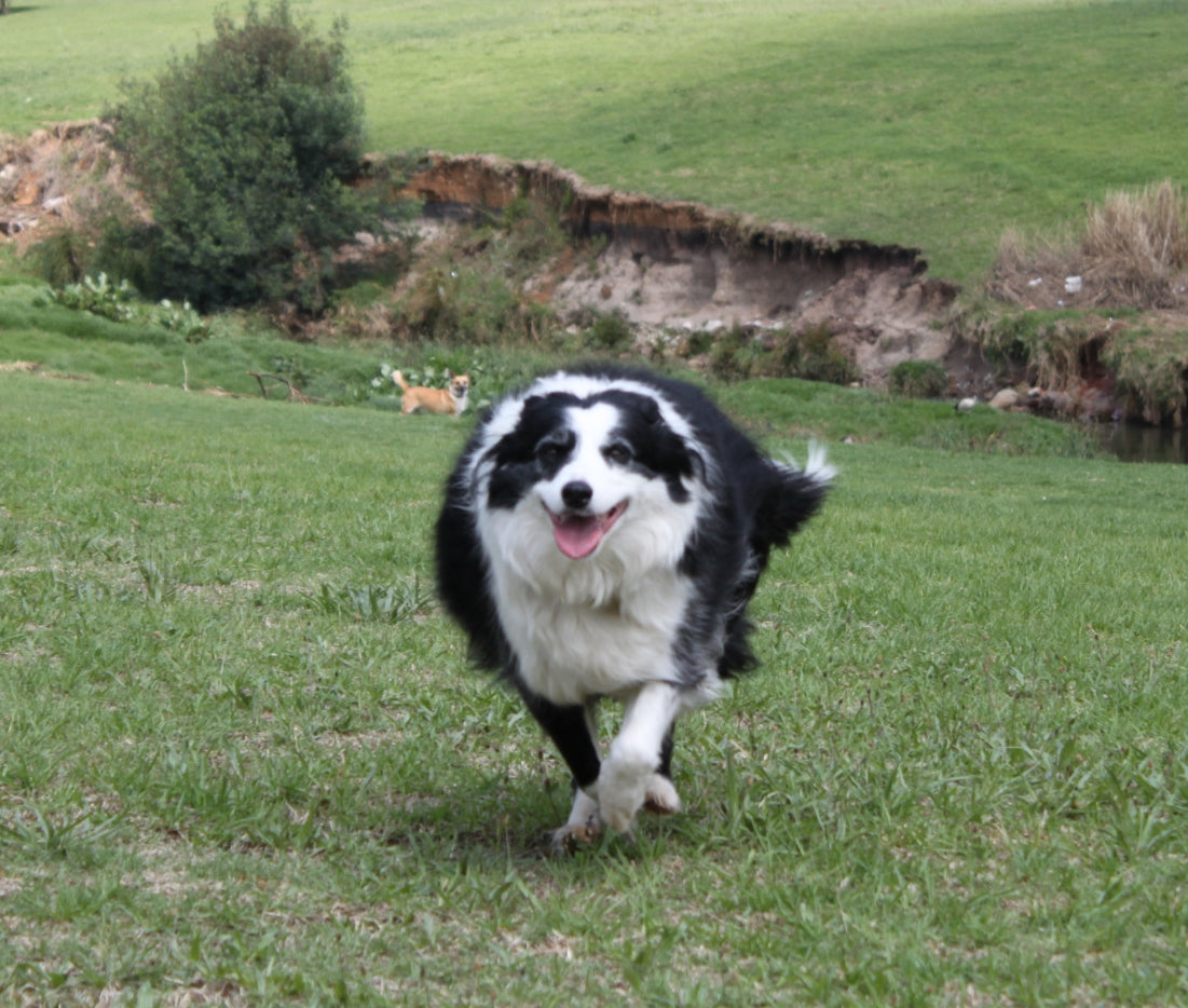 Border Collie specialist