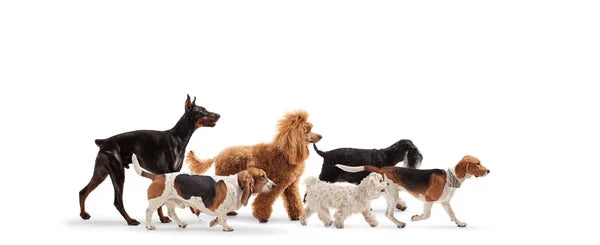 Doggies walking in a pack in Cape Town