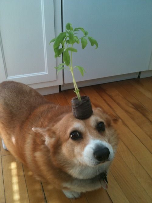 Corgie with a plant on his head