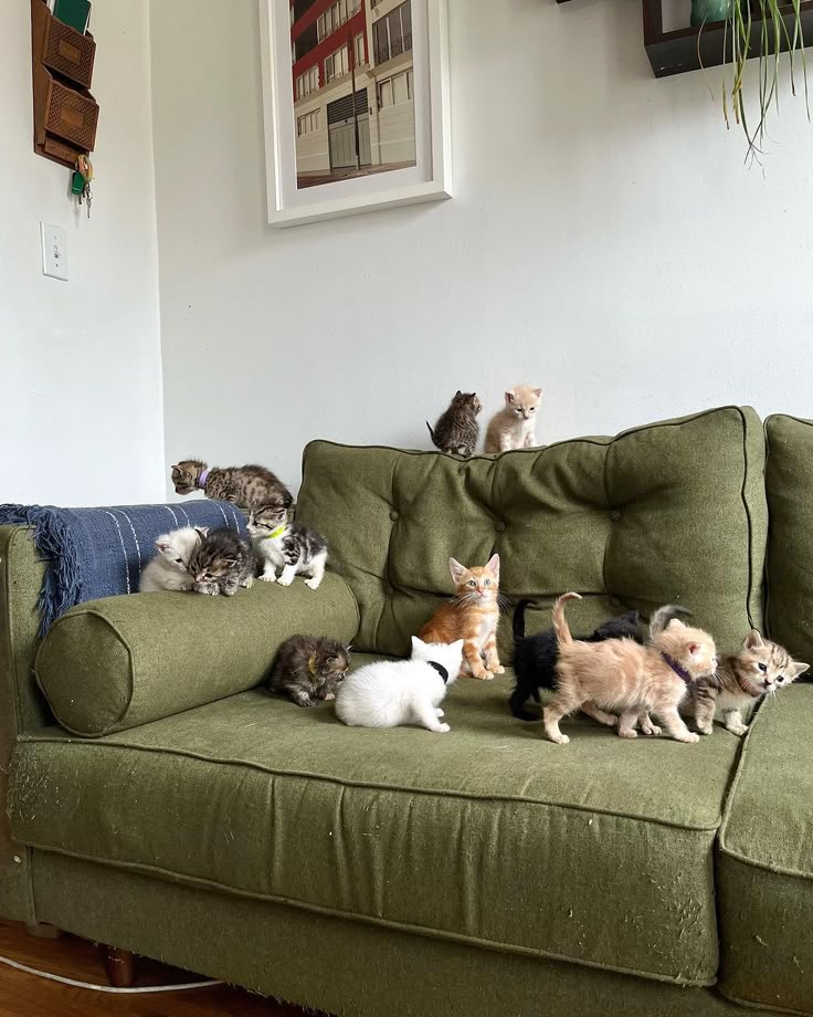kitties on a couch