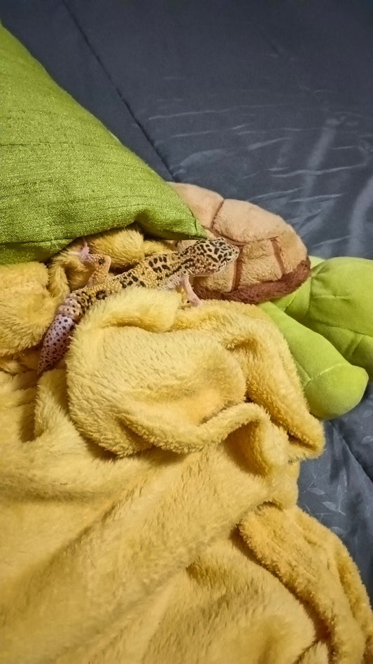 Marlizette - Live-In House & Pet Sitting