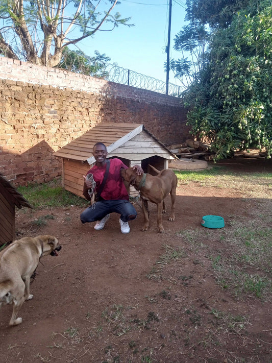 DOG WALKS & COMPANION POP-INS