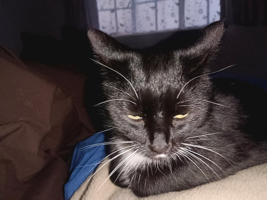 Marlizette with kitties