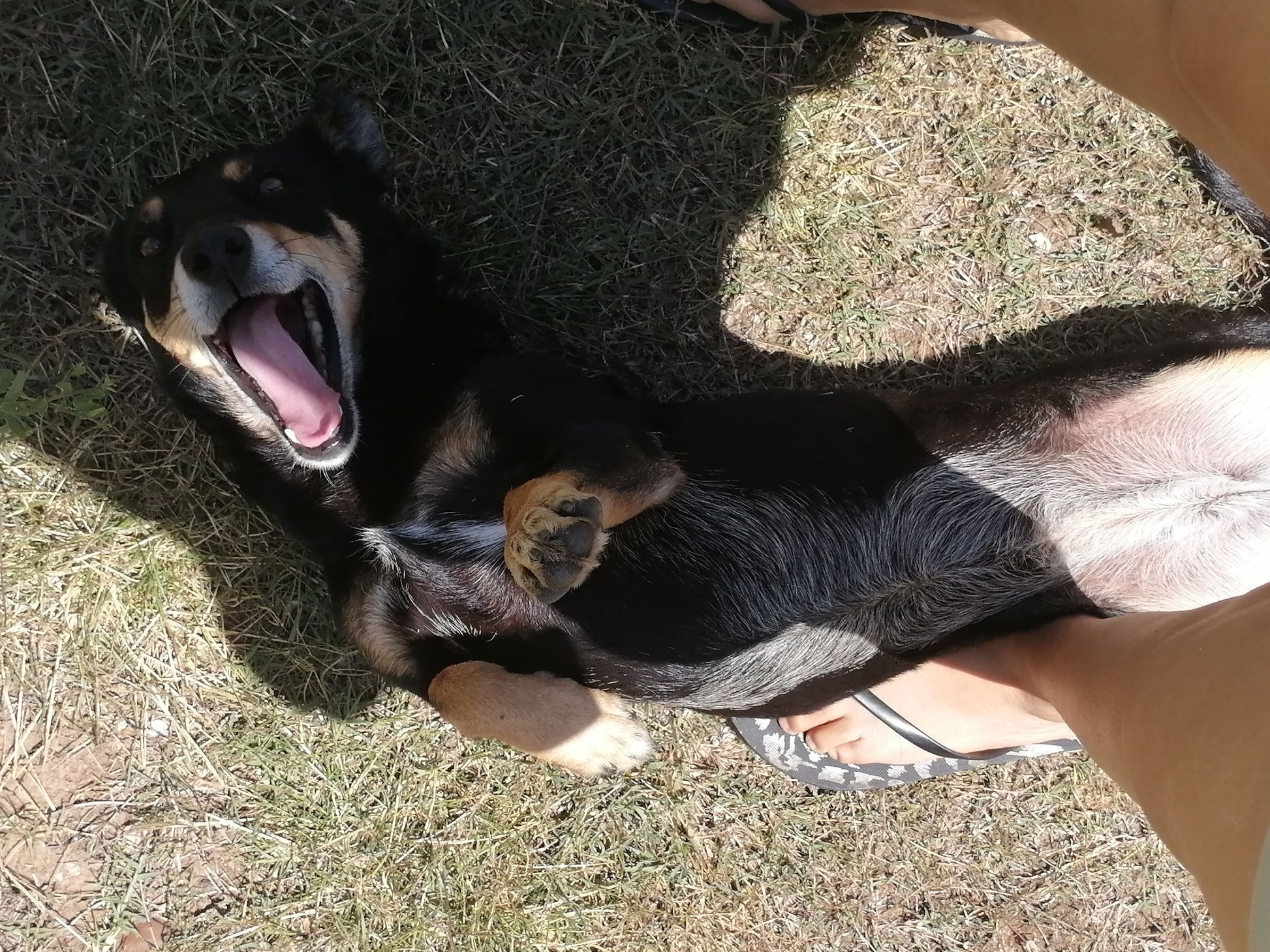 Happy doggie in rollover