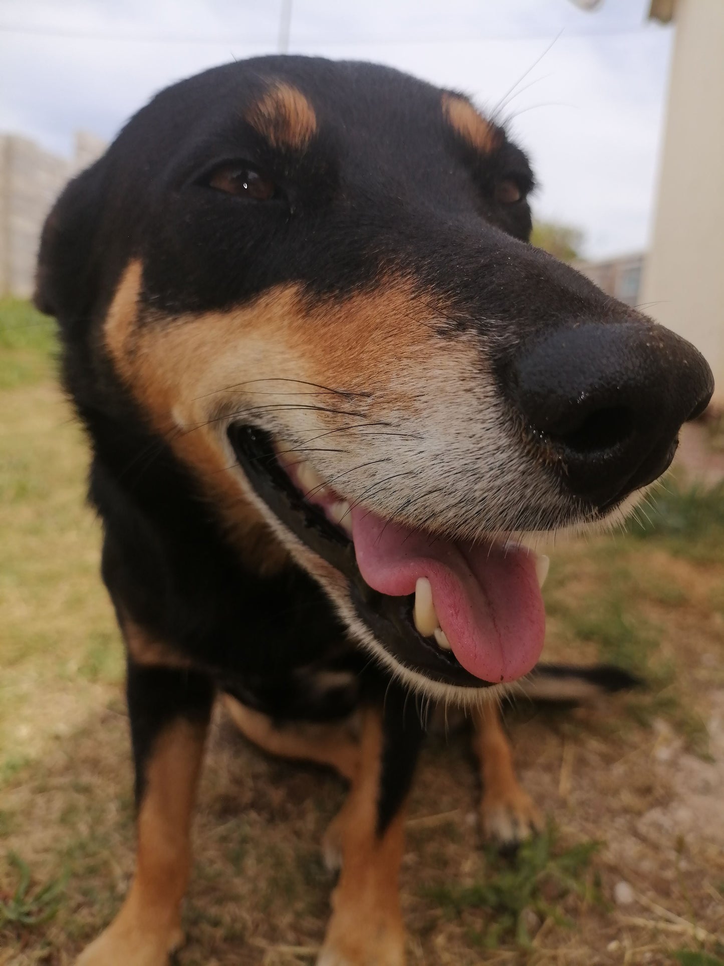 Smiley dog being looked after by PE sitter