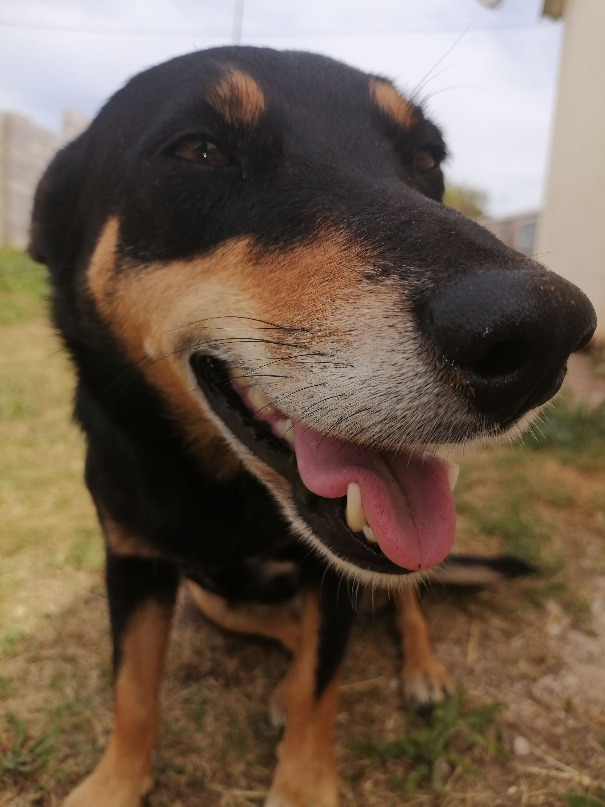 Smiley dog being looked after by PE sitter
