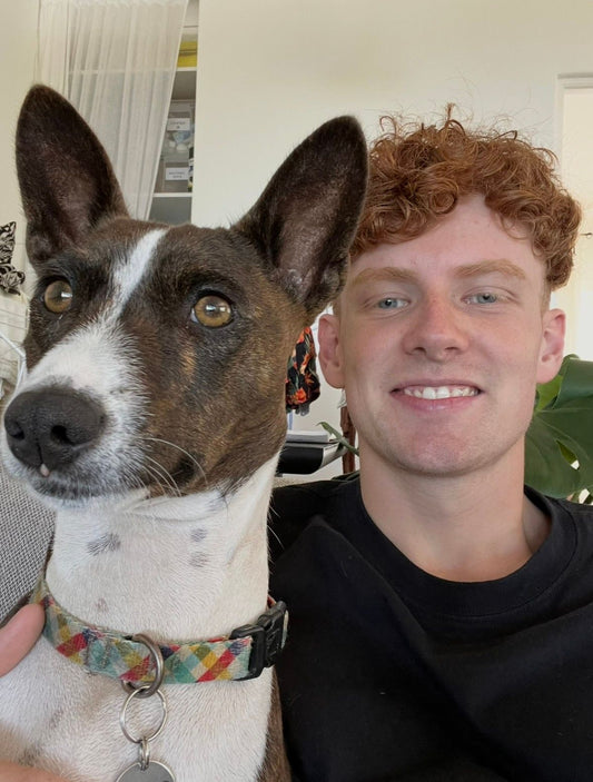 Hendrey sitting a pointy dog