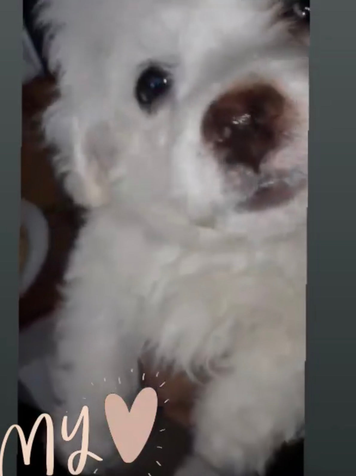 Meet Popcorn, my grandparents baby and my bestie 🥺🥰💓