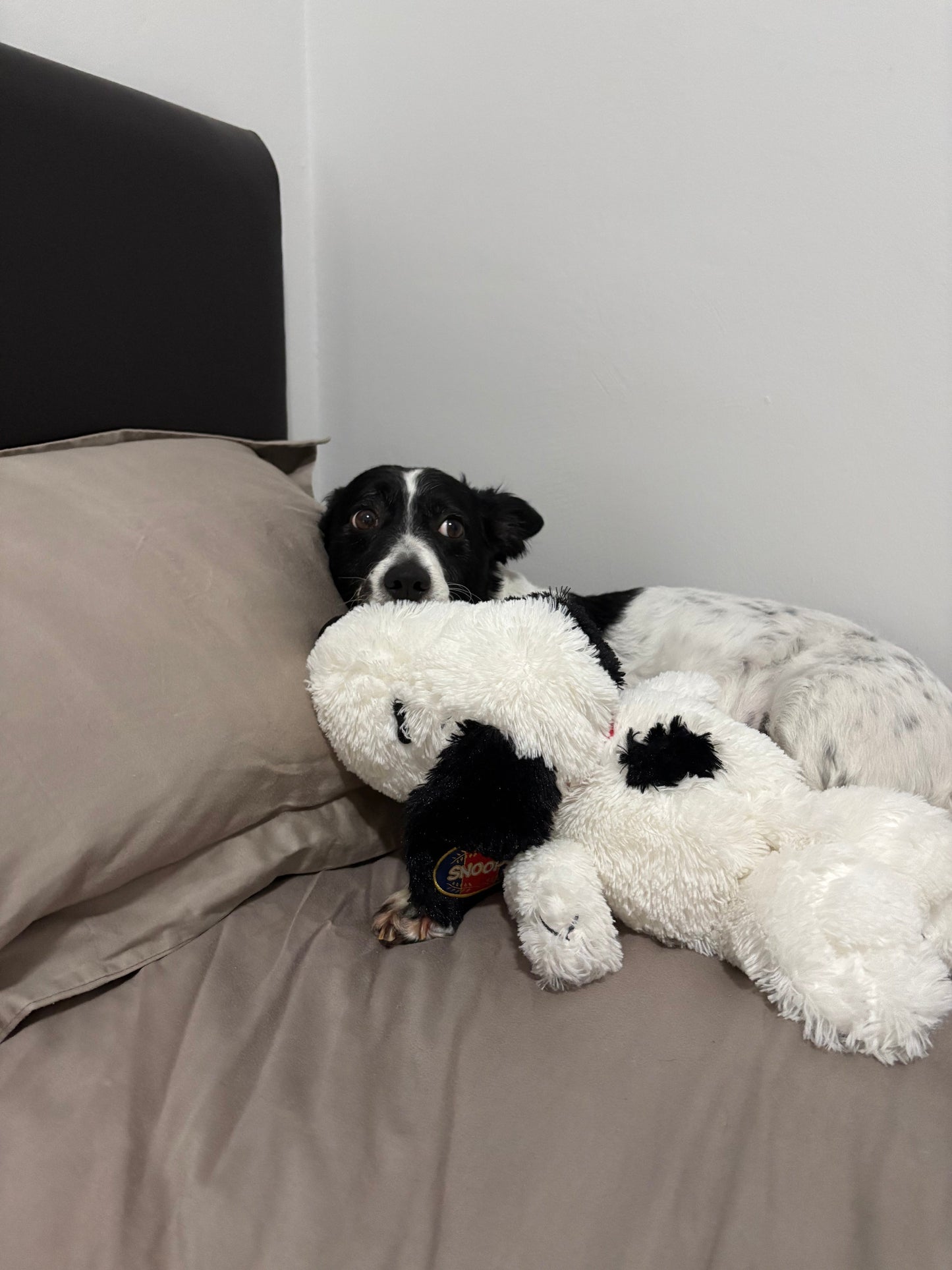 Mihir - Live-In House & Pet Sitting