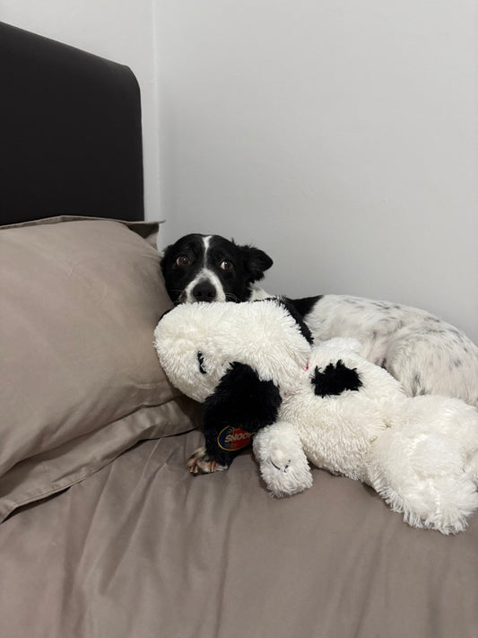Mihir - Live-In House & Pet Sitting