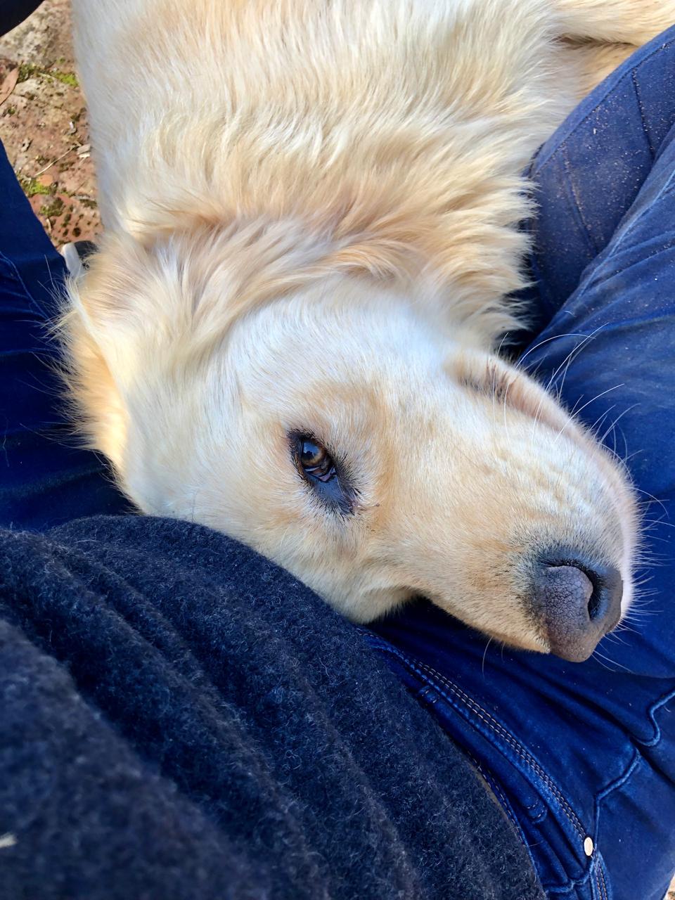 Lucinda - Live-In House & Pet Sitting