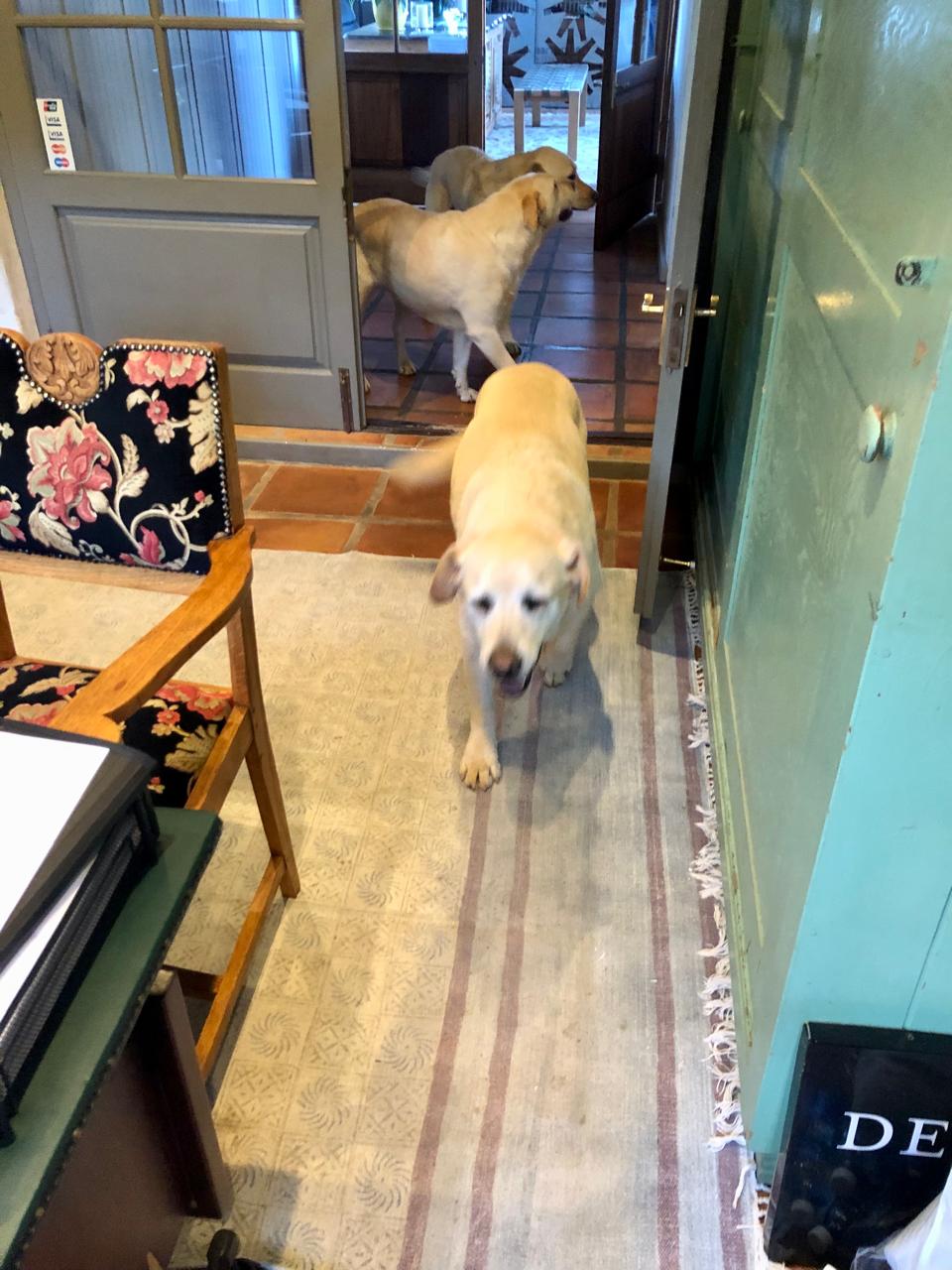 Lucinda - Live-In House & Pet Sitting