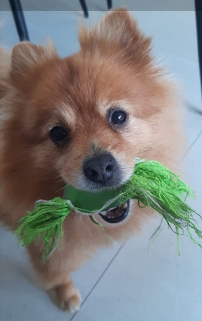 Little pom with chewie